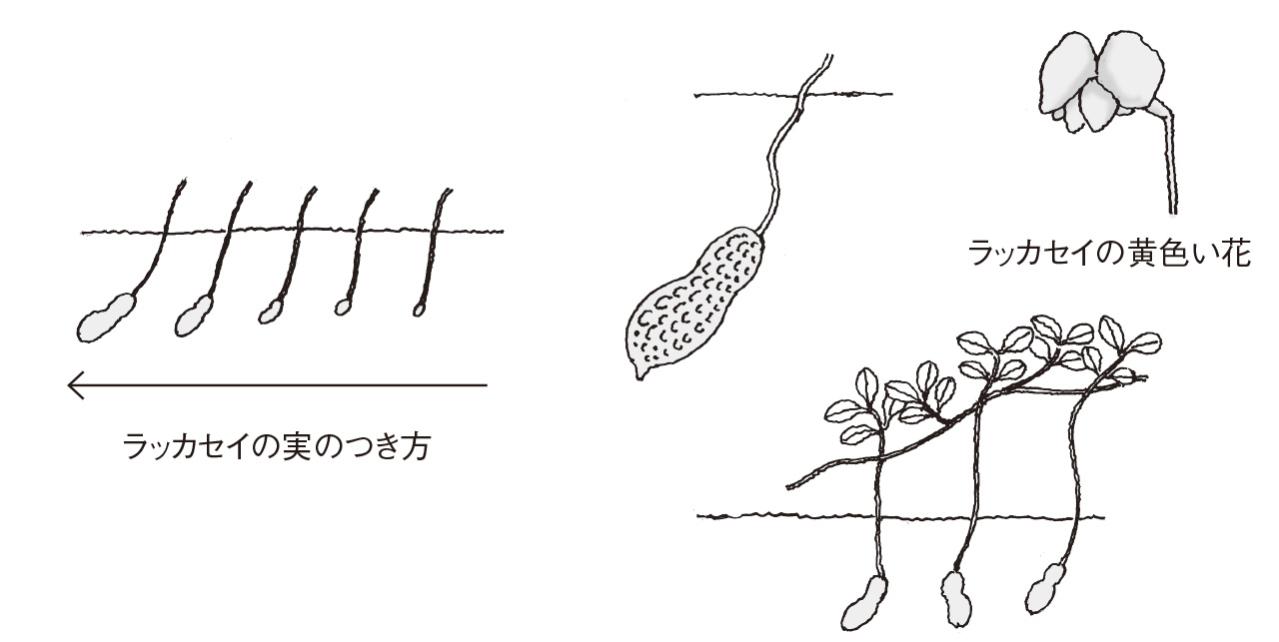 【ガーデニングQ＆A】ラッカセイの殻がかたく、食べづらい。じょうずに育てるには？（画像2）