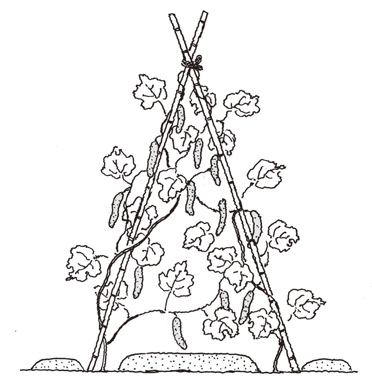 【ガーデニングQ&A】キュウリの花が散ってしまい、実つきが悪い。収穫量を増やすには？（画像2）