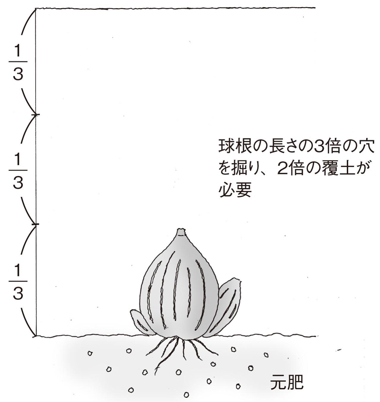 【ガーデニングQ&A】ラッパスイセンの葉が多くて、花があまり咲かない。株分けをすべき？（画像3）