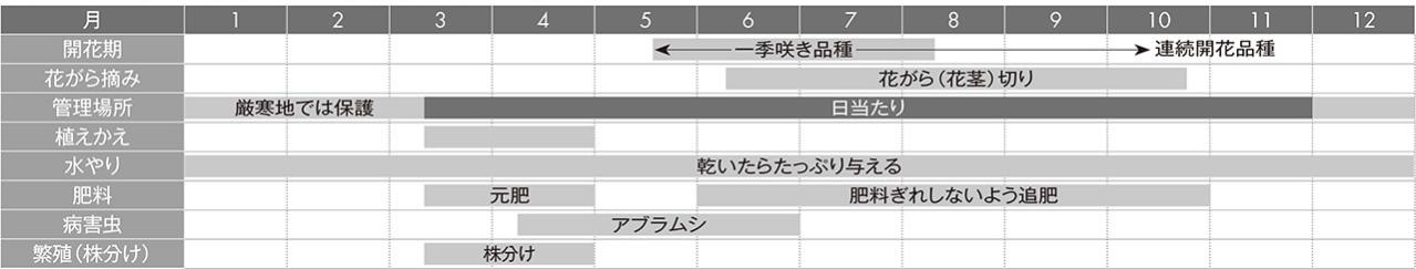 【ガーデニングQ&A】庭の土にまで根が張った鉢植えのアガパンサス。根を切り詰めてOK？（画像7）