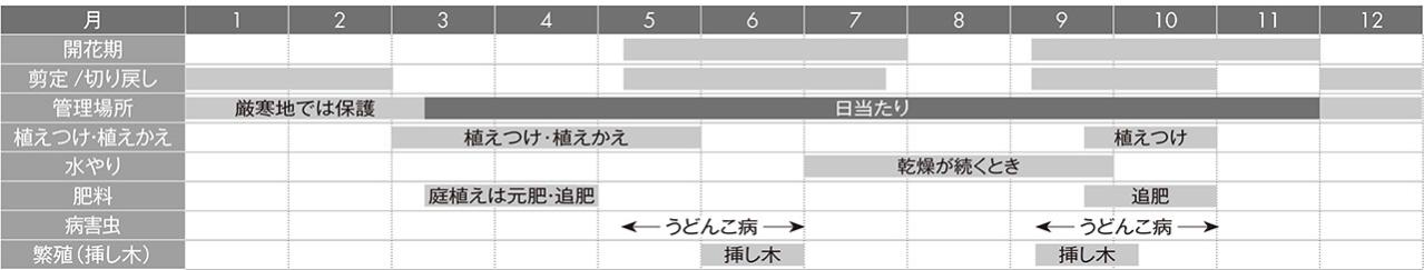 【ガーデニングQ&A】横に広がりすぎたチェリーセージ。コンパクトに育てるには？（画像4）