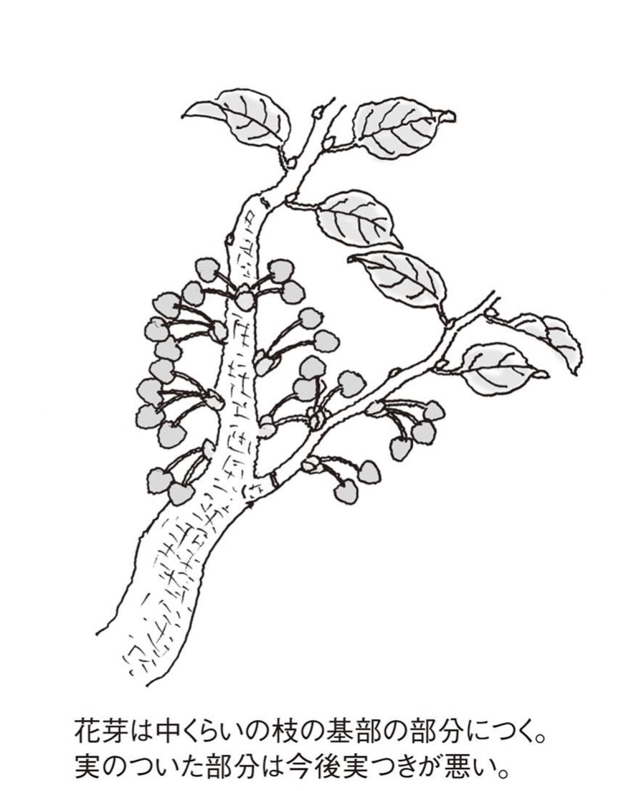 【ガーデニングQ&A】サクランボの剪定時期、方法を詳しく教えて！　（画像2）