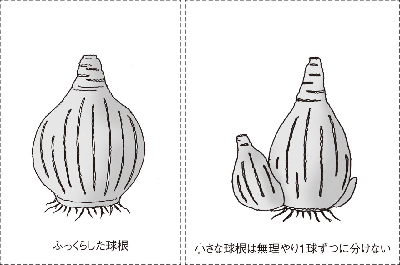 【ガーデニングQ&A】ラッパスイセンの葉が多くて、花があまり咲かない。株分けをすべき？（画像2）