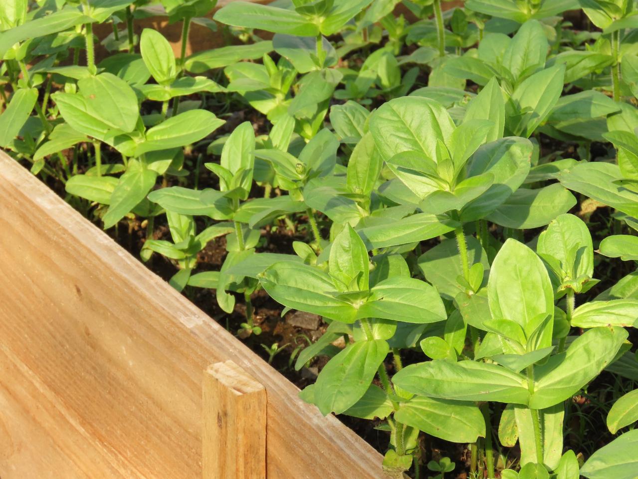 春のタネまきはいつ？初心者向け一年草8選と失敗しない育て方【ガーデニング】（画像21）