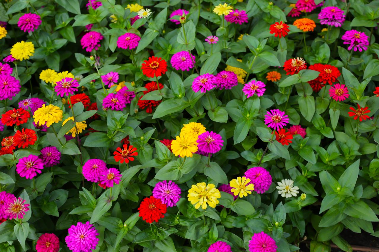 春のタネまきはいつ？初心者向け一年草8選と失敗しない育て方【ガーデニング】（画像2）