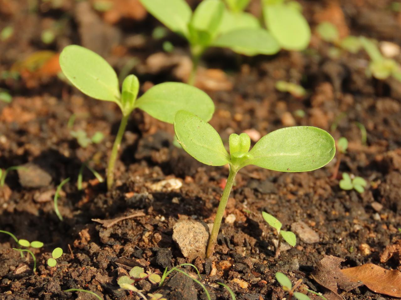 春のタネまきはいつ？初心者向け一年草8選と失敗しない育て方【ガーデニング】（画像20）