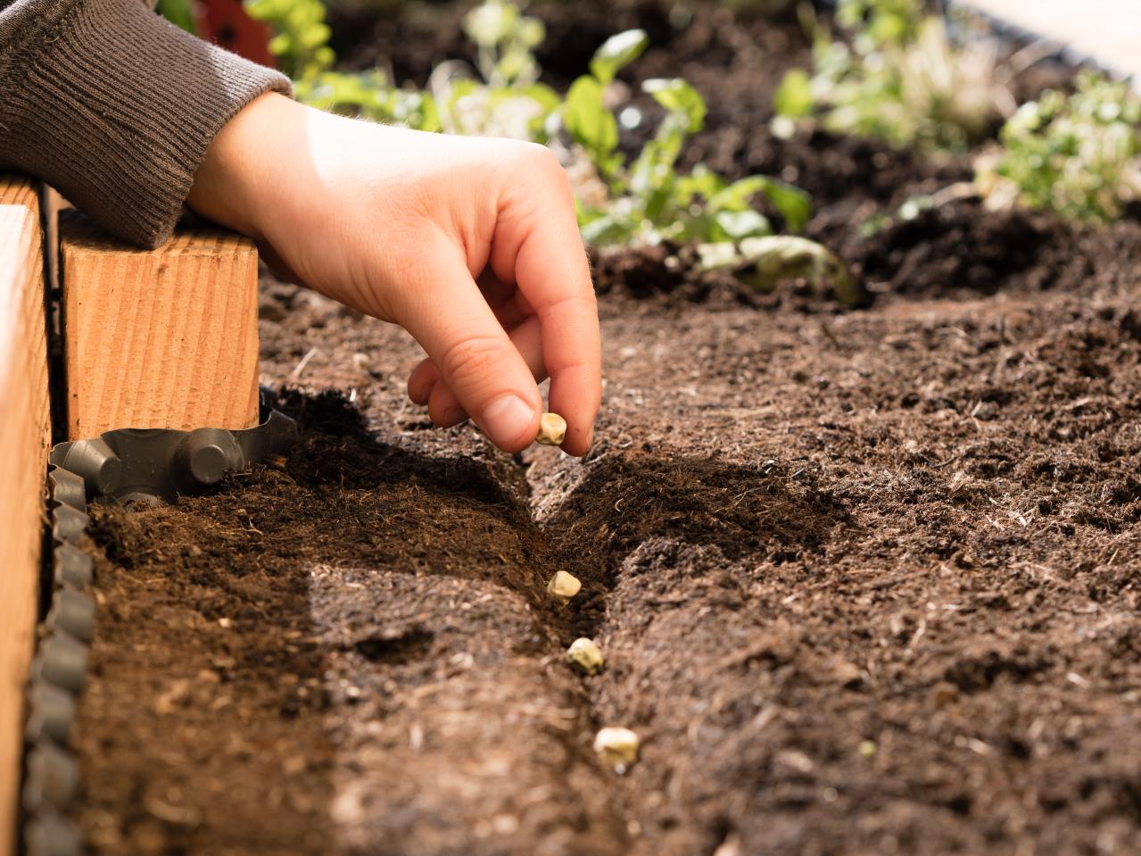 春のタネまきはいつ？初心者向け一年草8選と失敗しない育て方【ガーデニング】（画像19）