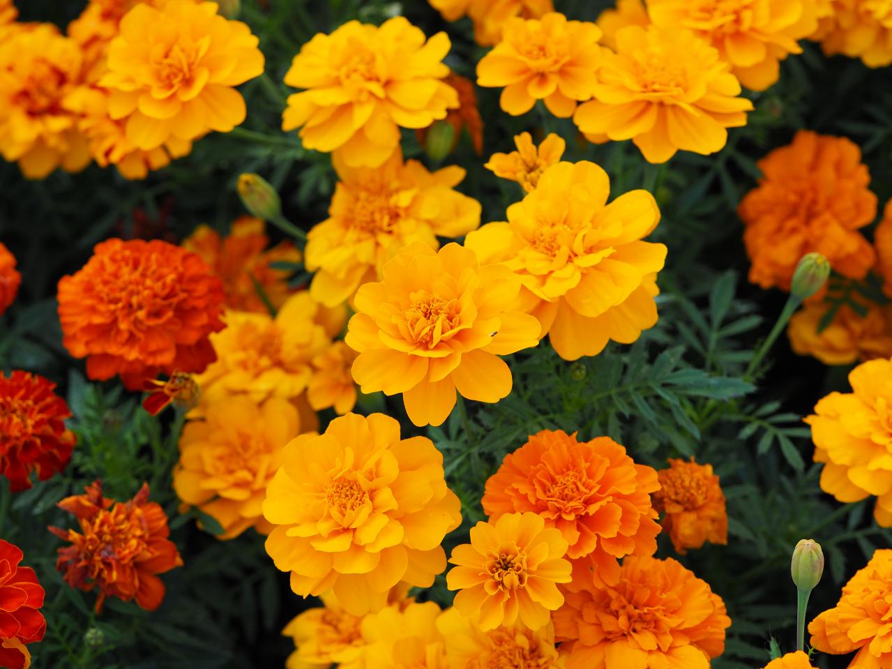 春のタネまきはいつ？初心者向け一年草8選と失敗しない育て方【ガーデニング】（画像5）