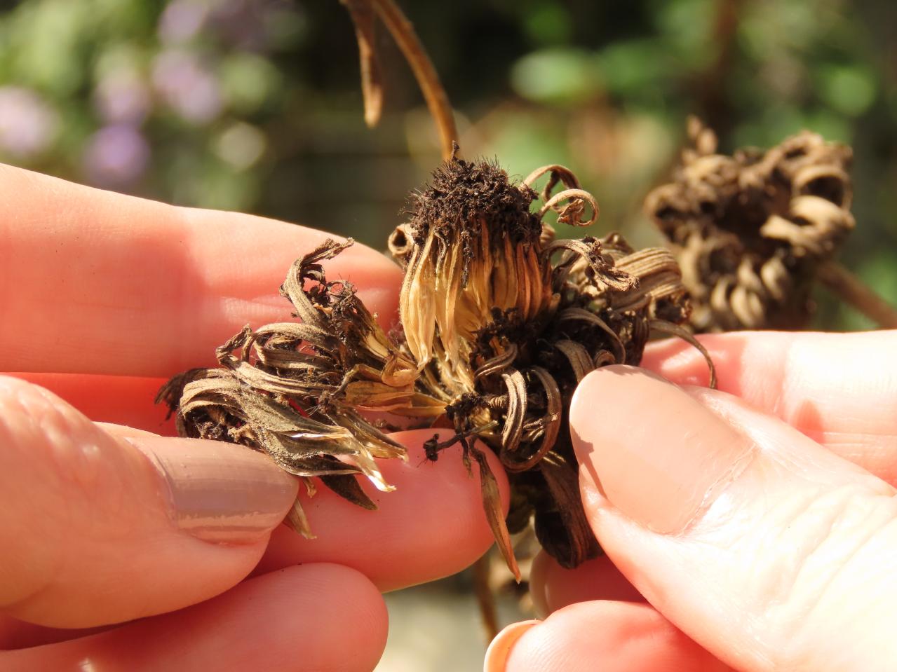 春のタネまきはいつ？初心者向け一年草8選と失敗しない育て方【ガーデニング】（画像18）