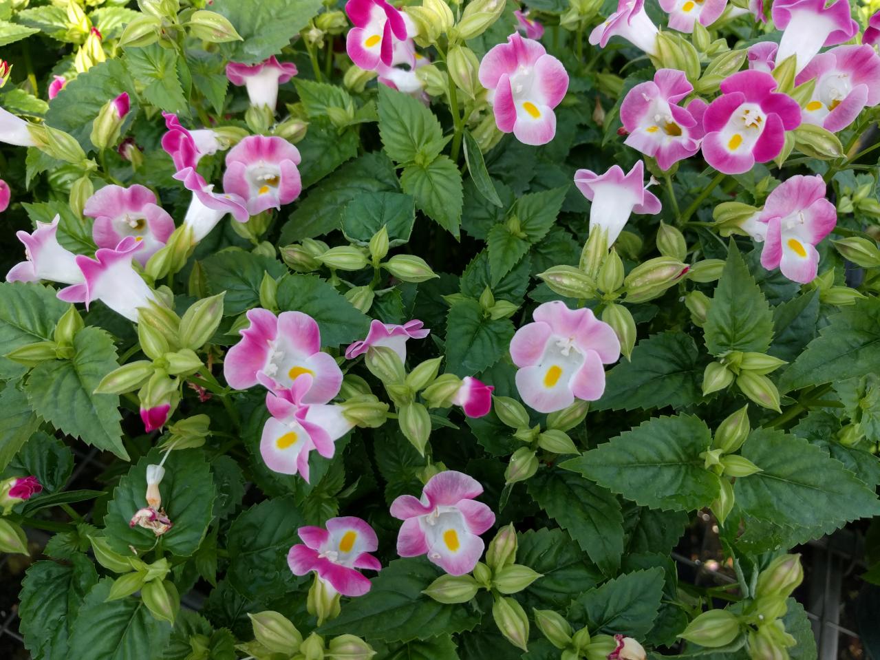 春のタネまきはいつ？初心者向け一年草8選と失敗しない育て方【ガーデニング】（画像4）