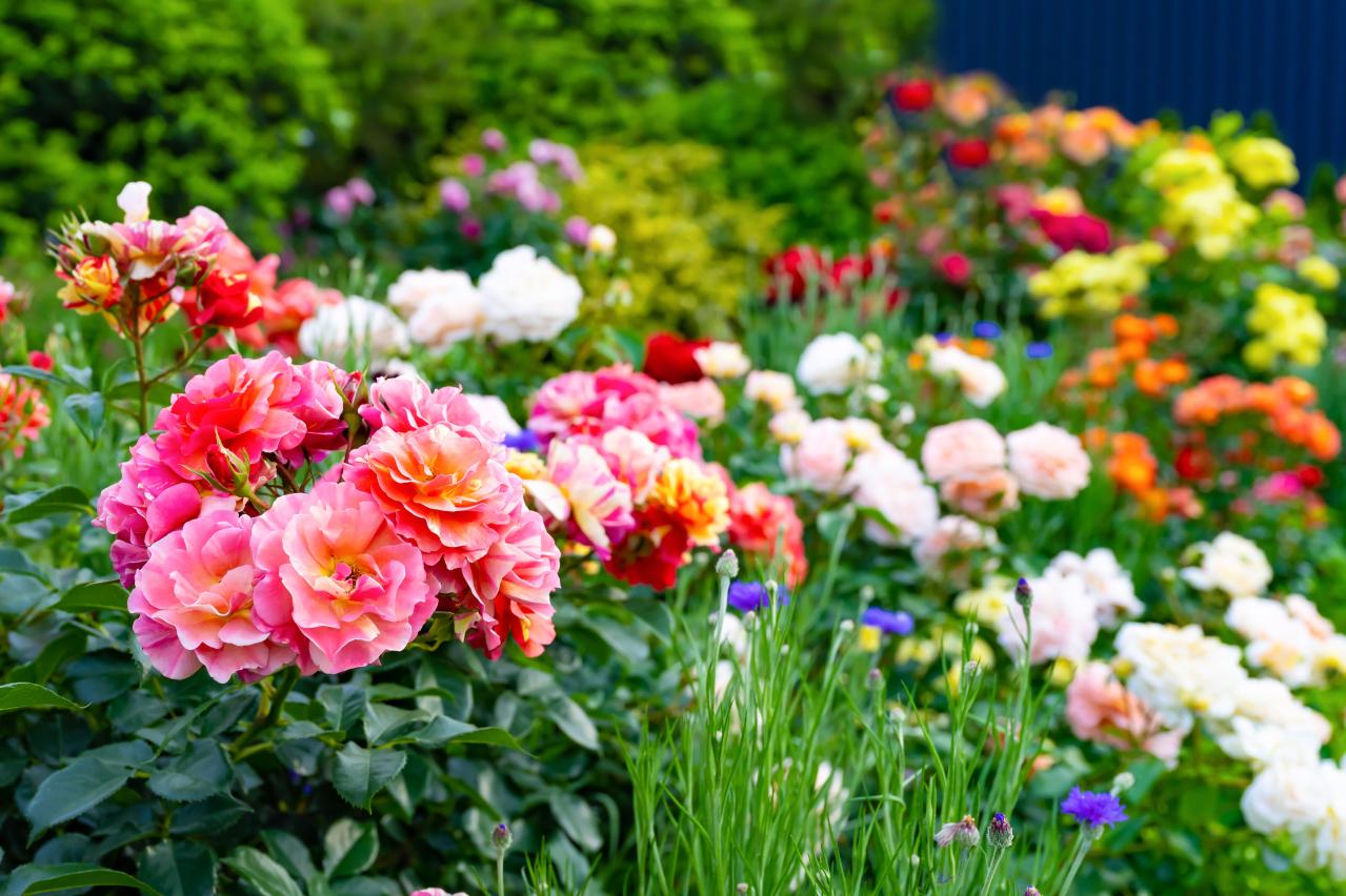 【3月のバラ管理】新芽がカギ！？差がつく芽かき3ポイントと遅霜対策（画像3）