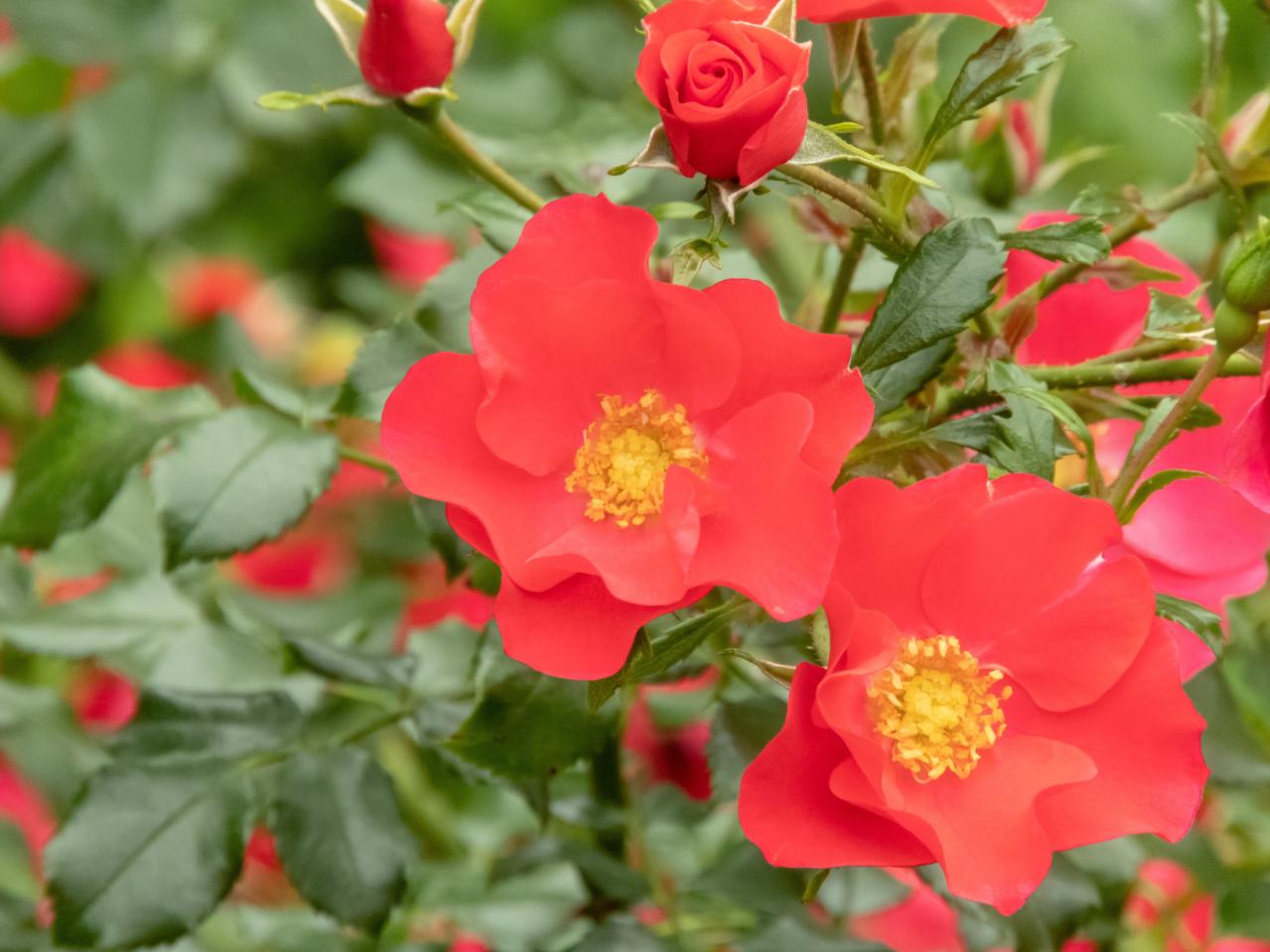 【3月のバラ管理】新芽がカギ！？差がつく芽かき3ポイントと遅霜対策（画像2）