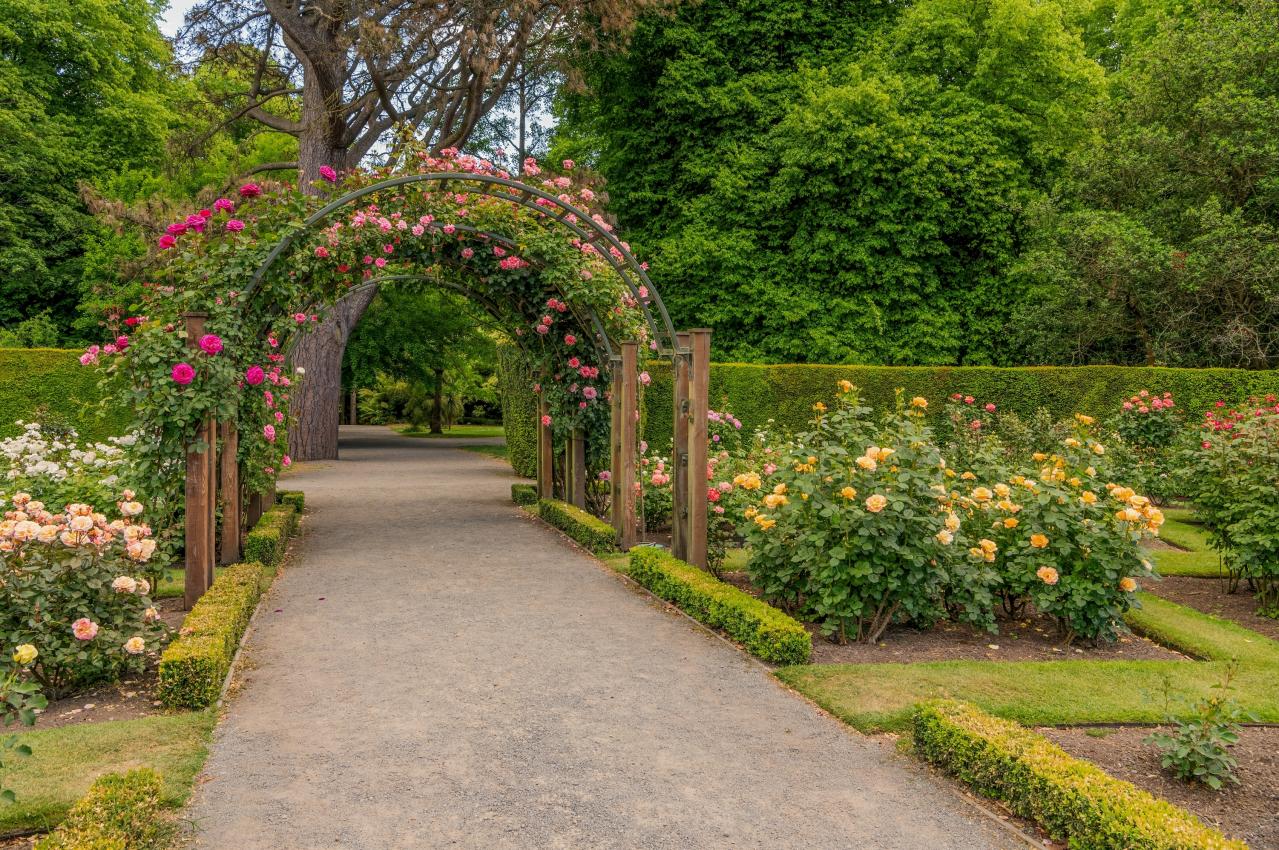 【3月のバラ管理】新芽がカギ！？差がつく芽かき3ポイントと遅霜対策（画像5）