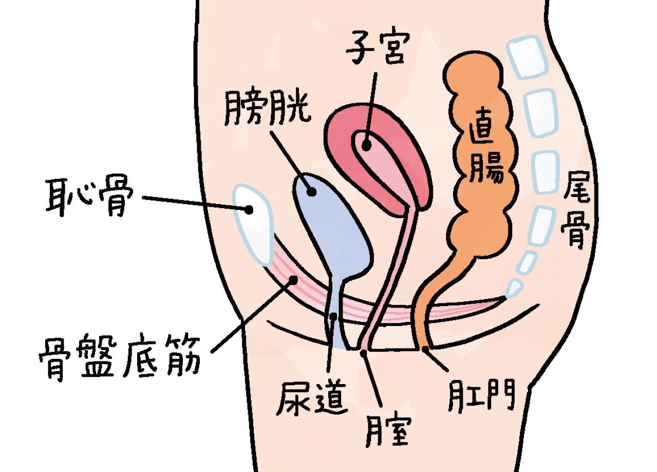 50代からの【尿漏れ】はなぜ起きる？ 腹圧性・切迫性の違いと今すぐできる改善のコツ（画像4）
