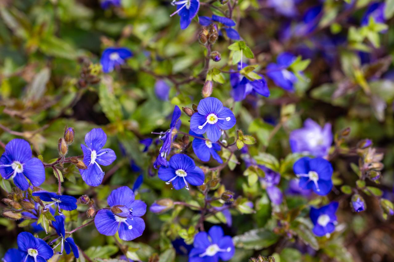 春に咲くグラウンドカバー【8選】ナチュラルな庭に。植えるだけで雑草対策も！［ガーデニング］（画像5）