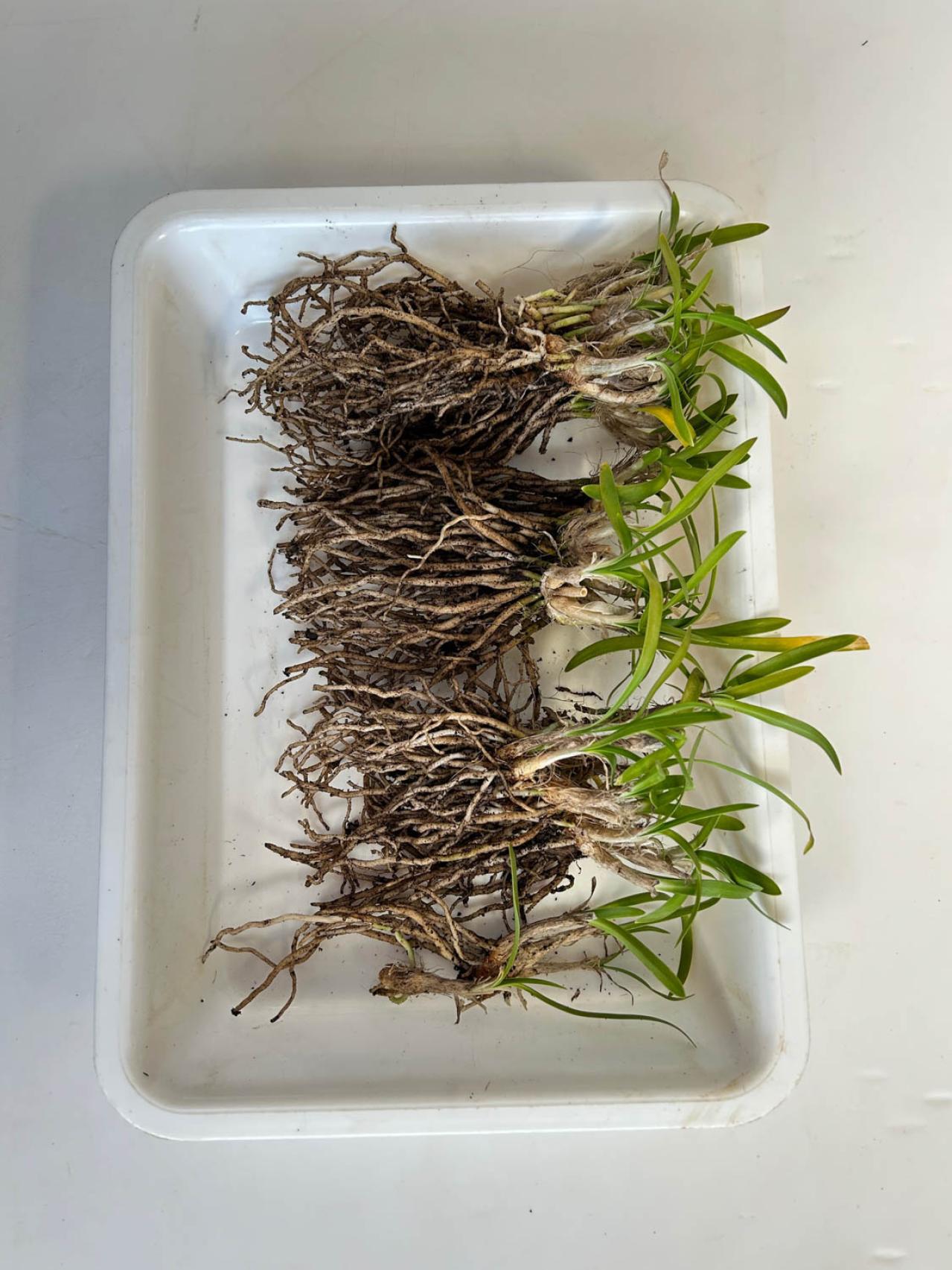 【ガーデニングQ&A】庭の土にまで根が張った鉢植えのアガパンサス。根を切り詰めてOK？（画像5）