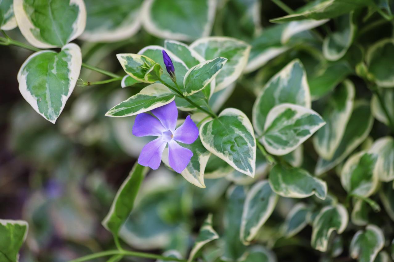 春に咲くグラウンドカバー【8選】ナチュラルな庭に。植えるだけで雑草対策も！［ガーデニング］（画像9）