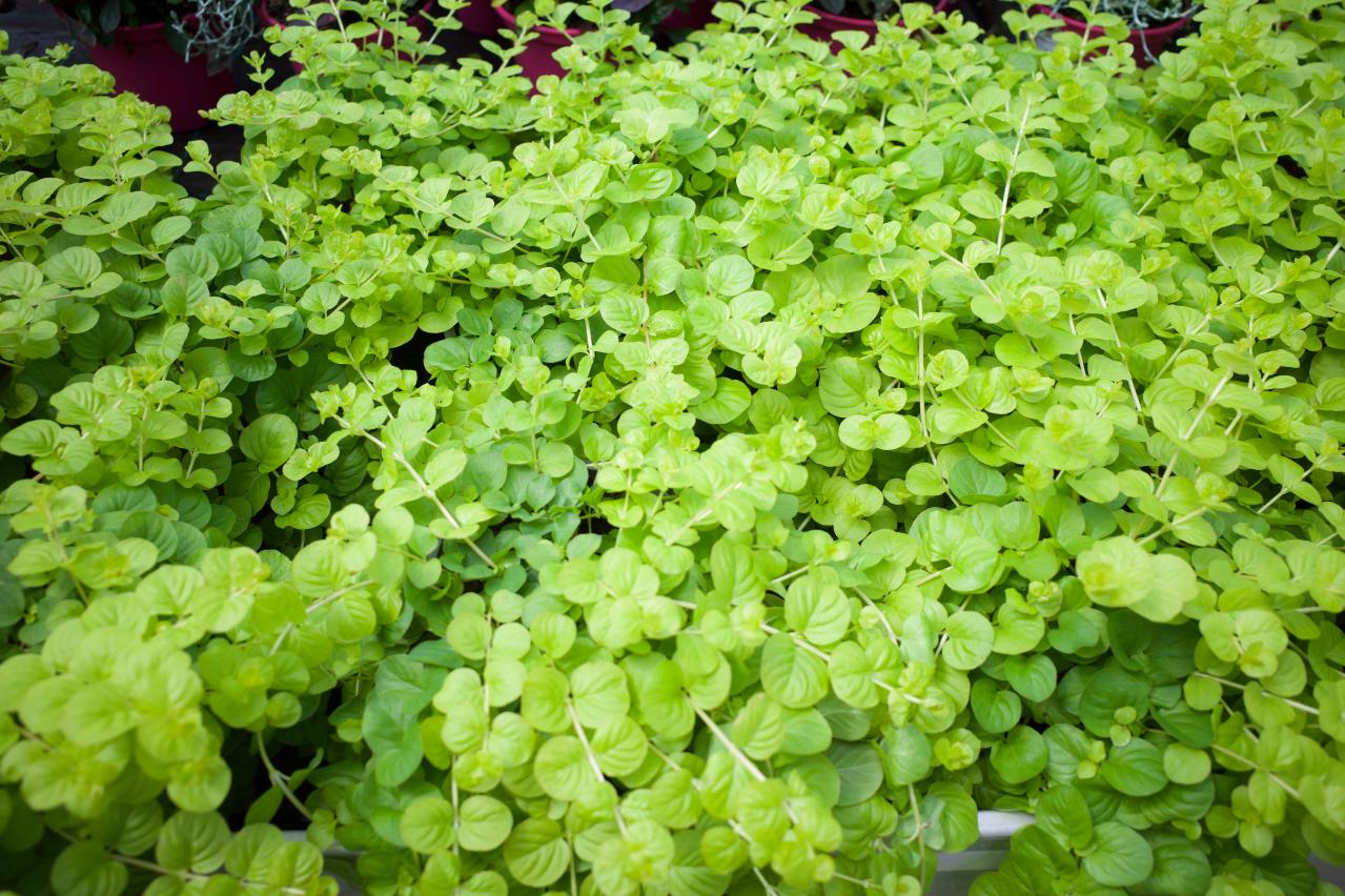 春に咲くグラウンドカバー【8選】ナチュラルな庭に。植えるだけで雑草対策も！［ガーデニング］（画像11）