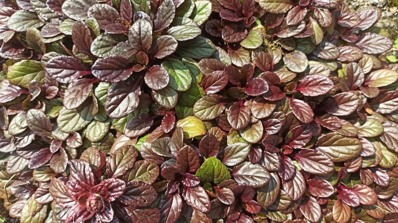 春に咲くグラウンドカバー【8選】ナチュラルな庭に。植えるだけで雑草対策も！［ガーデニング］（画像15）