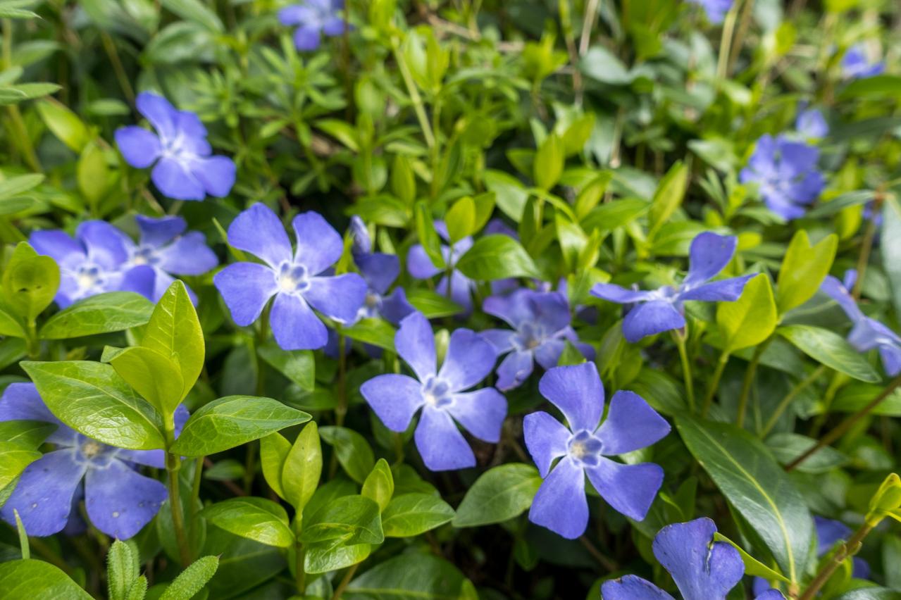 春に咲くグラウンドカバー【8選】ナチュラルな庭に。植えるだけで雑草対策も！［ガーデニング］（画像8）