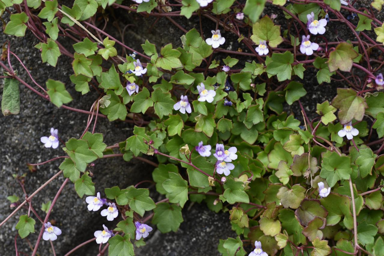 春に咲くグラウンドカバー【8選】ナチュラルな庭に。植えるだけで雑草対策も！［ガーデニング］（画像12）