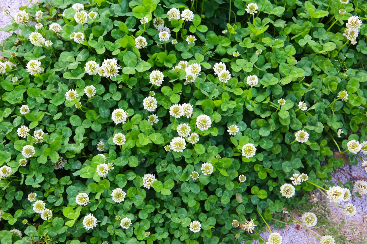 春に咲くグラウンドカバー【8選】ナチュラルな庭に。植えるだけで雑草対策も！［ガーデニング］（画像3）