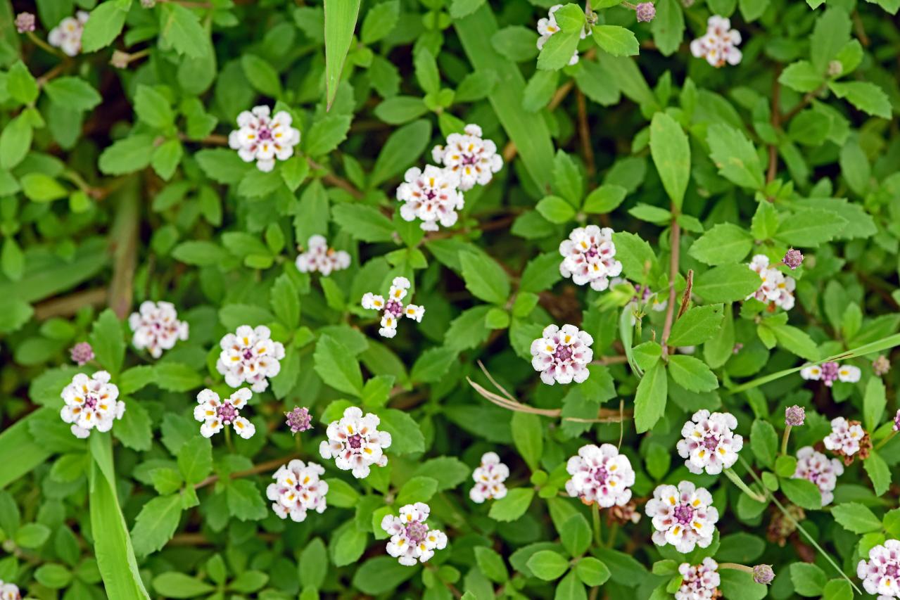 春に咲くグラウンドカバー【8選】ナチュラルな庭に。植えるだけで雑草対策も！［ガーデニング］（画像14）