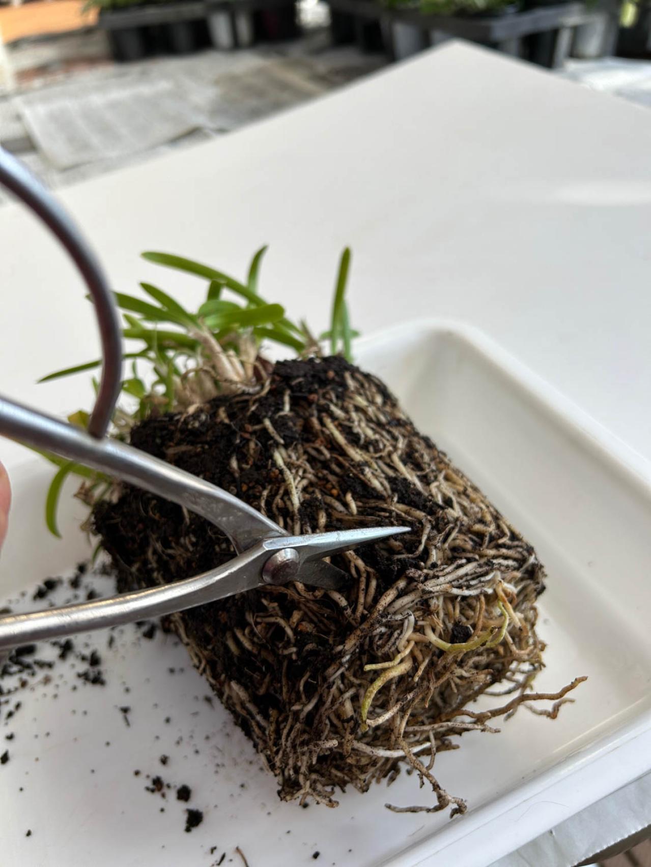 【ガーデニングQ&A】庭の土にまで根が張った鉢植えのアガパンサス。根を切り詰めてOK？（画像3）