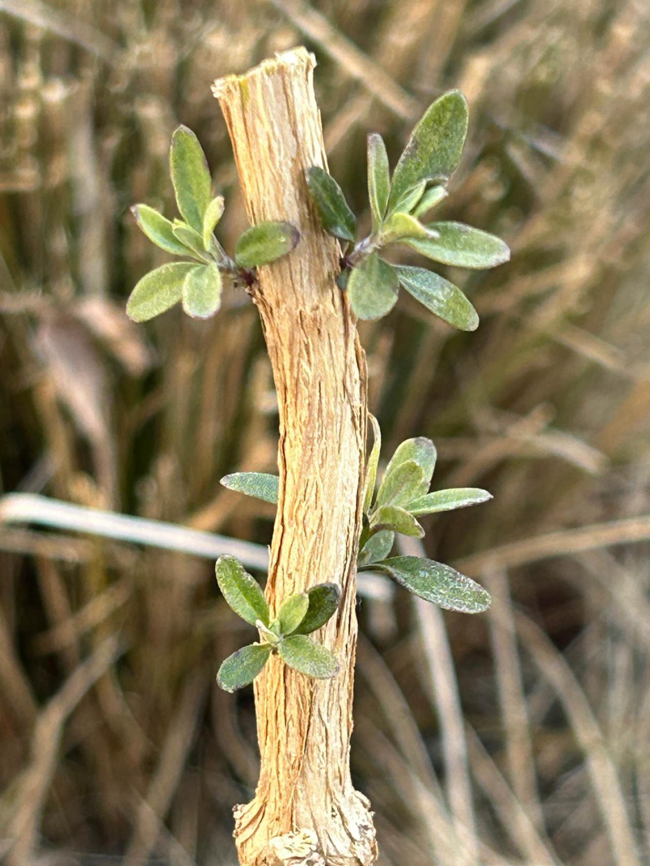 【ガーデニングQ&A】横に広がりすぎたチェリーセージ。コンパクトに育てるには？（画像2）