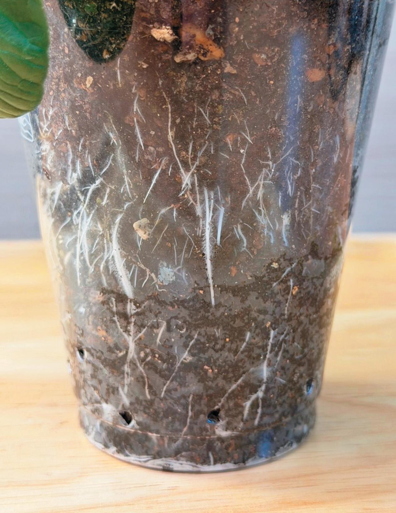 地球にも家計にもやさしい【チンゲンサイのリボベジ】3カ月半後に収穫できる！（画像14）