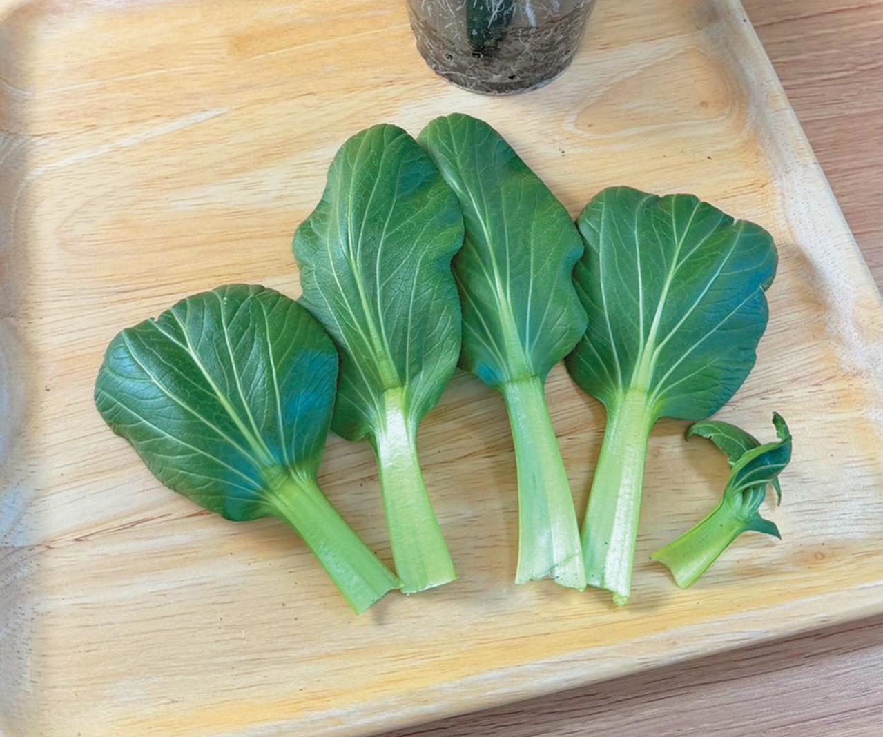地球にも家計にもやさしい【チンゲンサイのリボベジ】3カ月半後に収穫できる！（画像18）