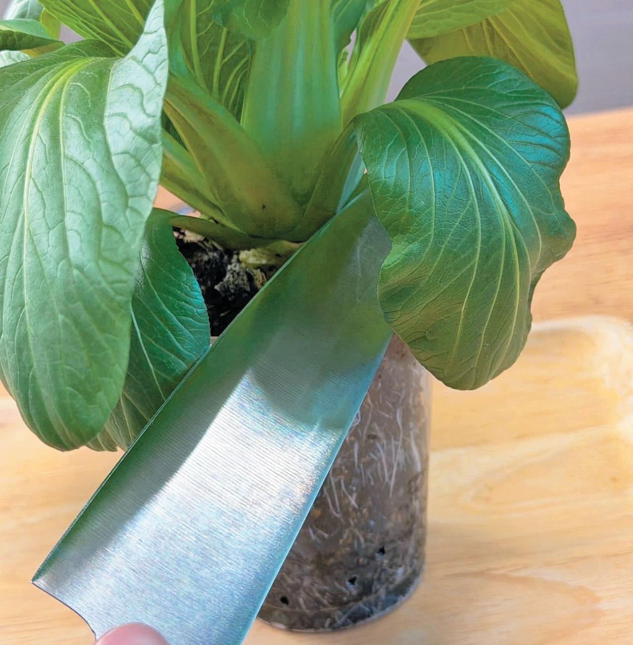 地球にも家計にもやさしい【チンゲンサイのリボベジ】3カ月半後に収穫できる！（画像17）