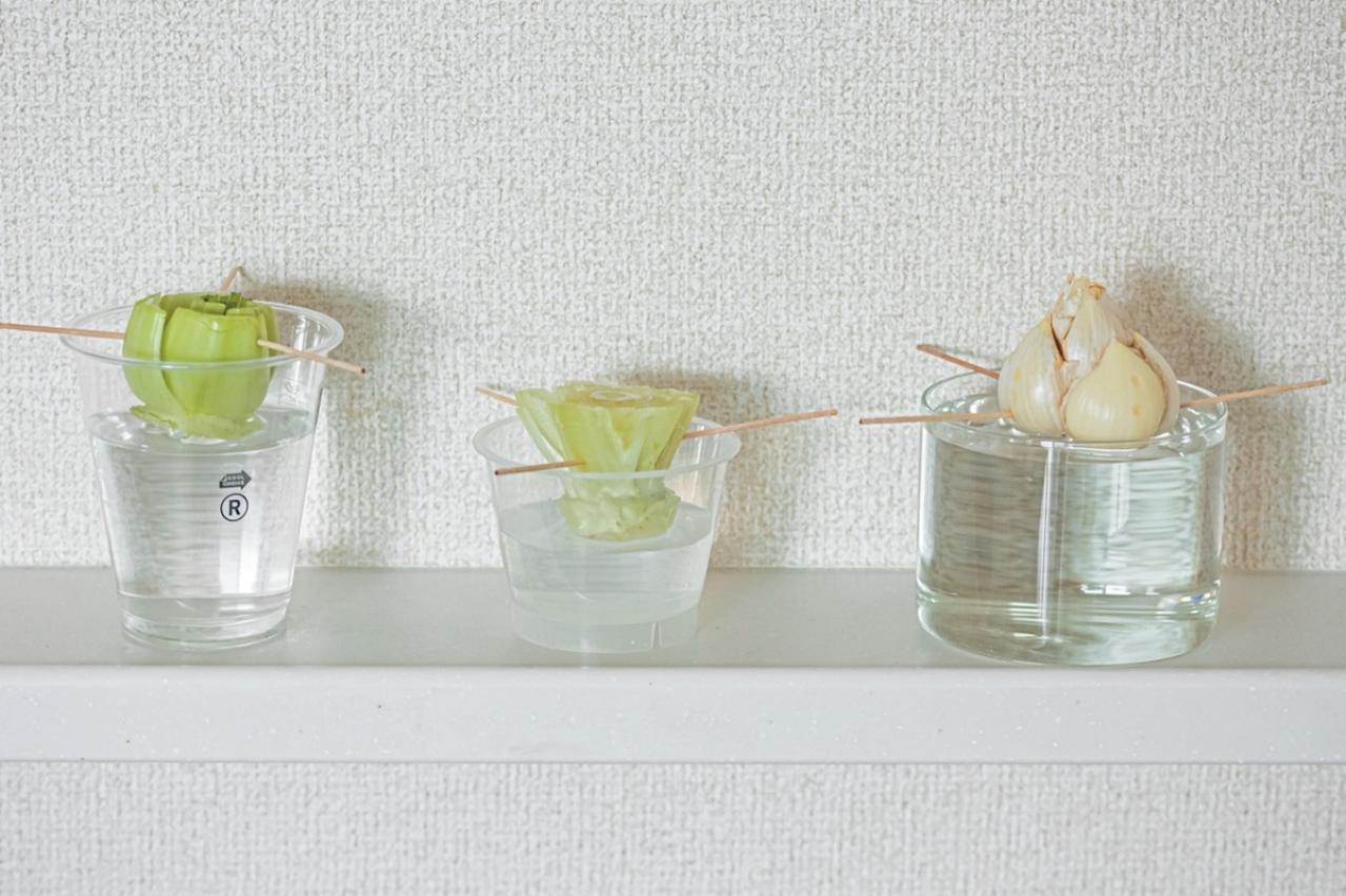 捨ててしまう野菜の根、ヘタを再利用！【リボベジ】の始め方。失敗しないコツは？