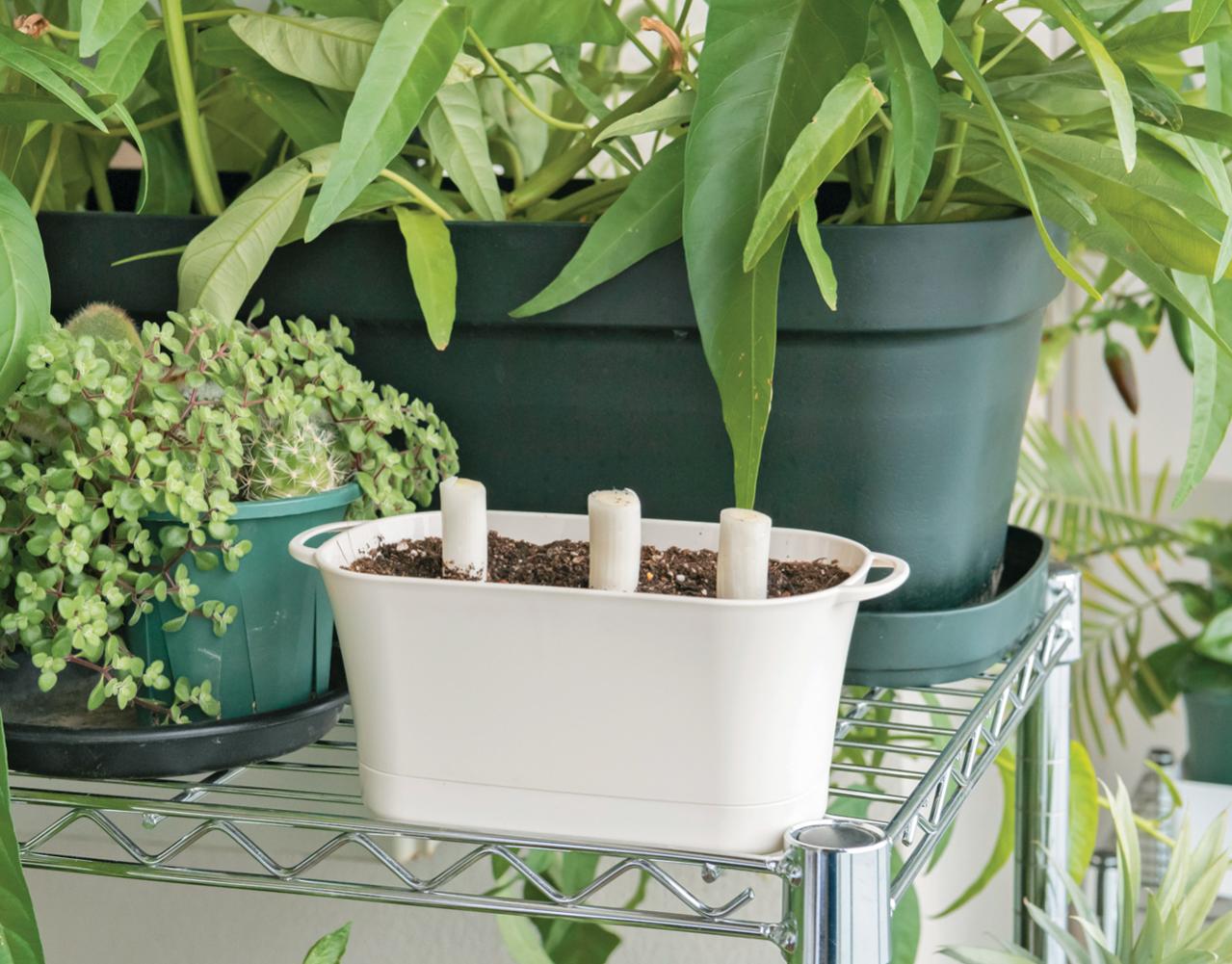 捨ててしまう野菜の根、ヘタを再利用！【リボベジ】の始め方。失敗しないコツは？（画像4）