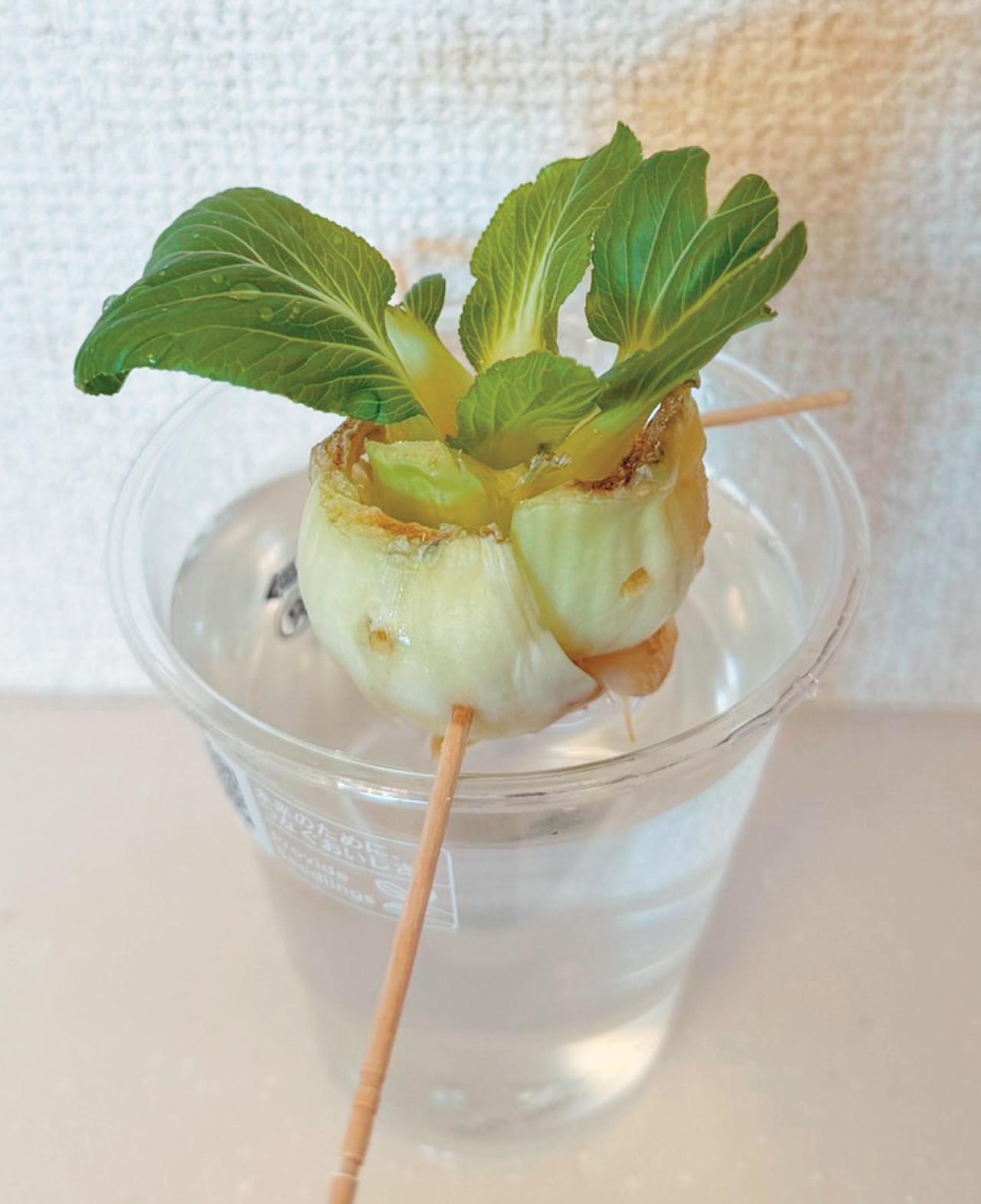 地球にも家計にもやさしい【チンゲンサイのリボベジ】3カ月半後に収穫できる！（画像13）