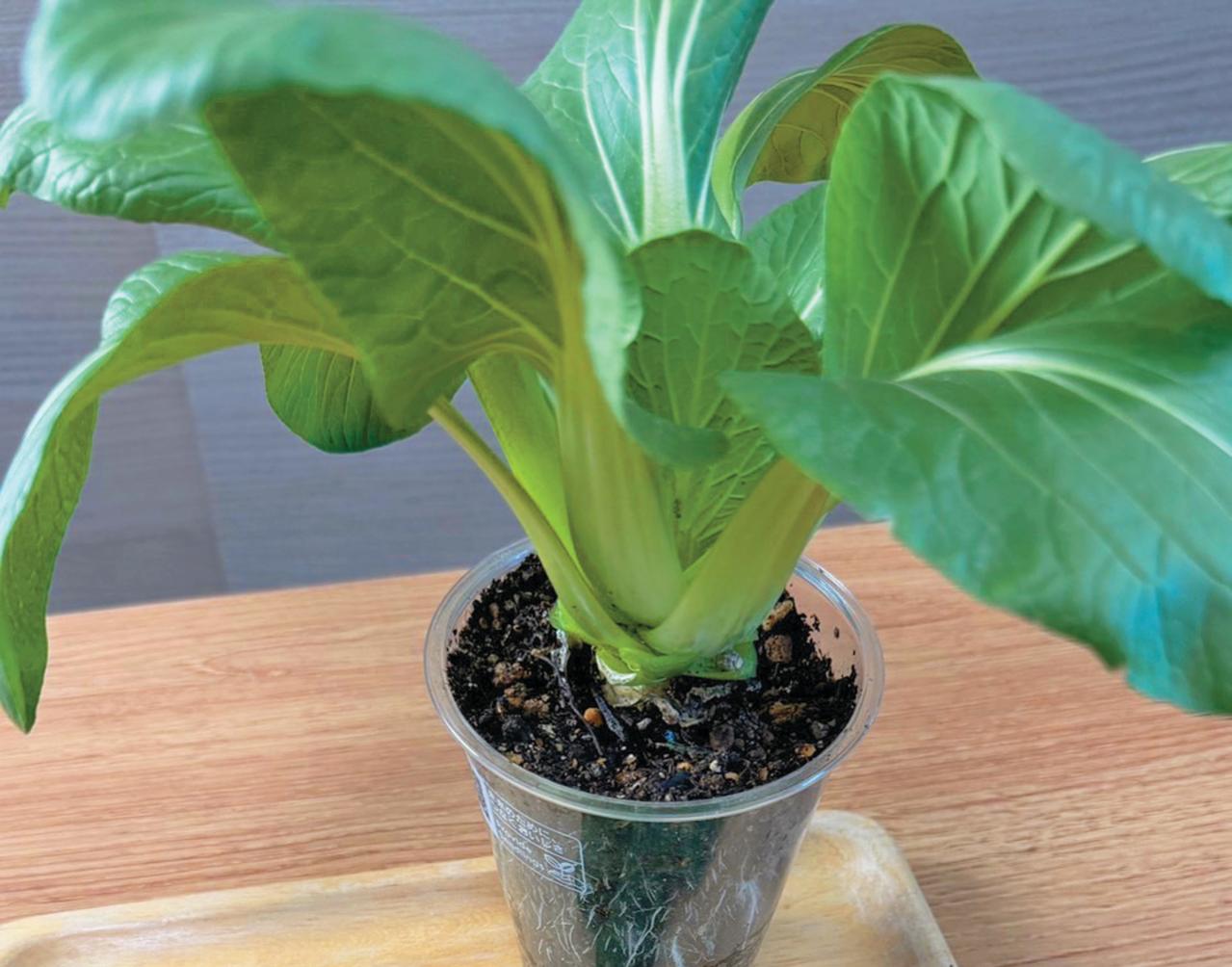 捨ててしまう野菜の根、ヘタを再利用！【リボベジ】の始め方。失敗しないコツは？（画像5）