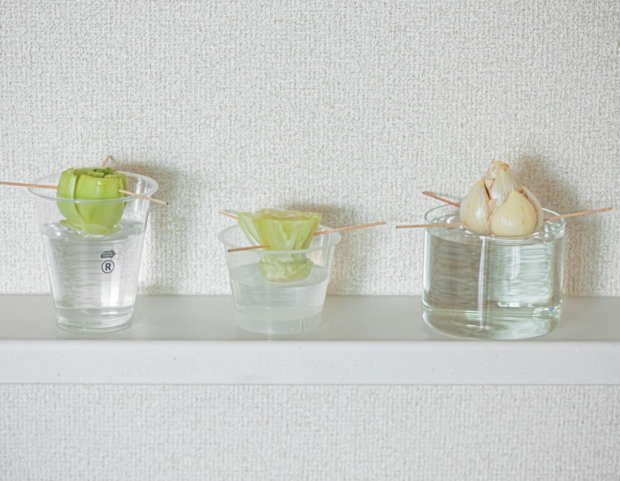 捨ててしまう野菜の根、ヘタを再利用！【リボベジ】の始め方。失敗しないコツは？（画像3）