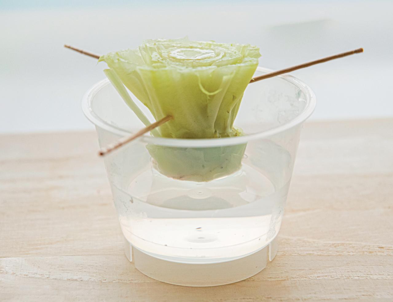 捨ててしまう野菜の根、ヘタを再利用！【リボベジ】の始め方。失敗しないコツは？（画像12）