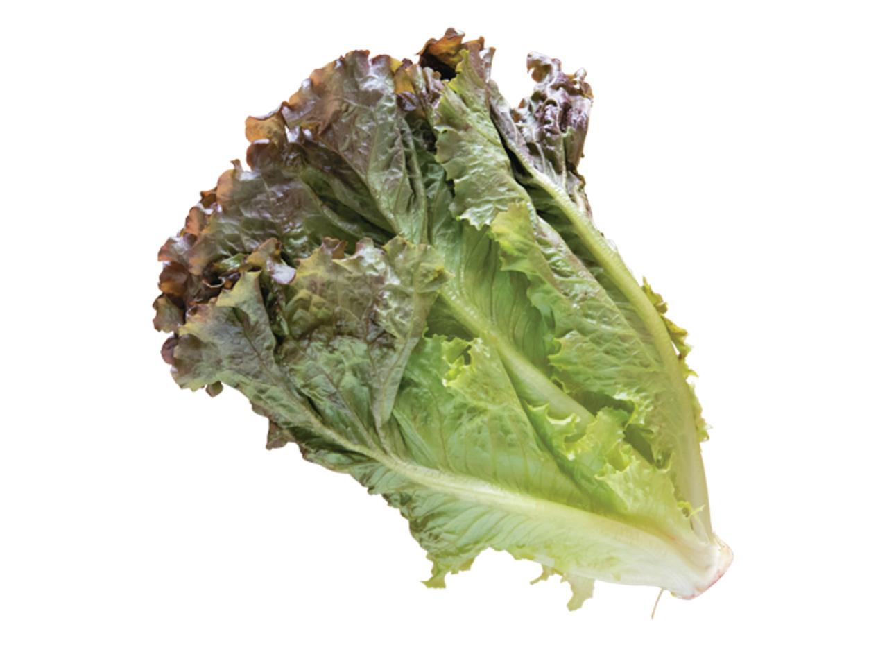 キッチンで簡単に育つ【リボベジ】リーフレタス、ニンジン、ダイコンの栽培方法は？（画像3）