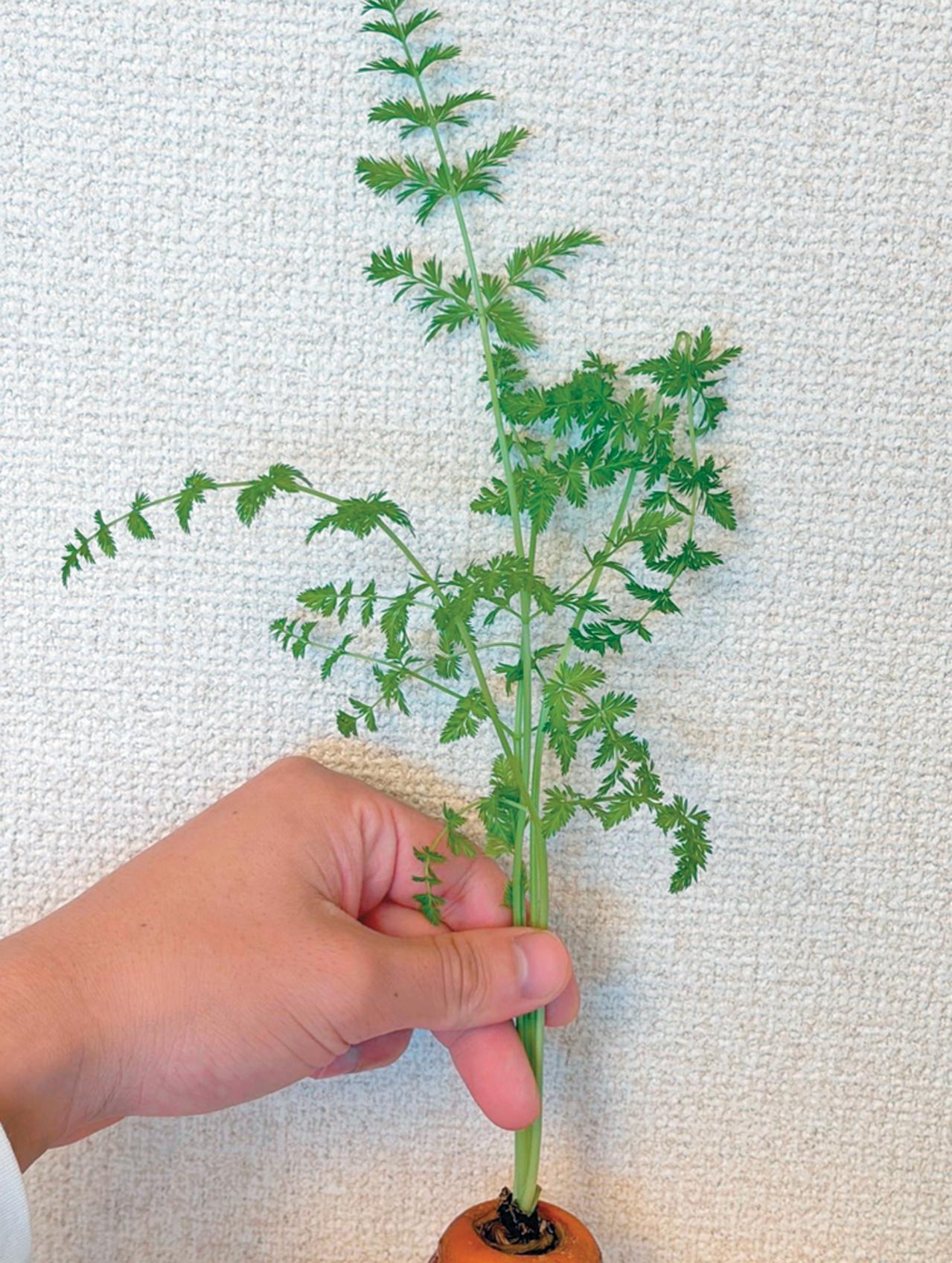 キッチンで簡単に育つ【リボベジ】リーフレタス、ニンジン、ダイコンの栽培方法は？（画像21）