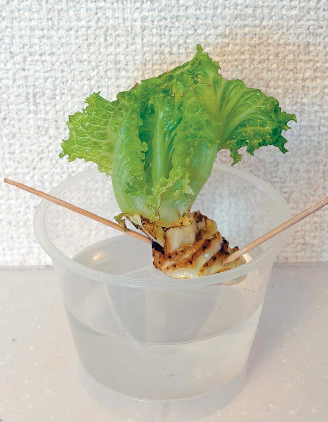 キッチンで簡単に育つ【リボベジ】リーフレタス、ニンジン、ダイコンの栽培方法は？（画像10）