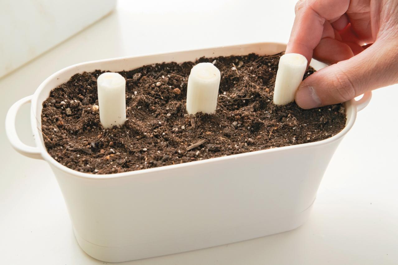 野菜が育っていく姿を見るのも楽しい【リボベジ】ニンニク、ネギ栽培のポイント（画像15）