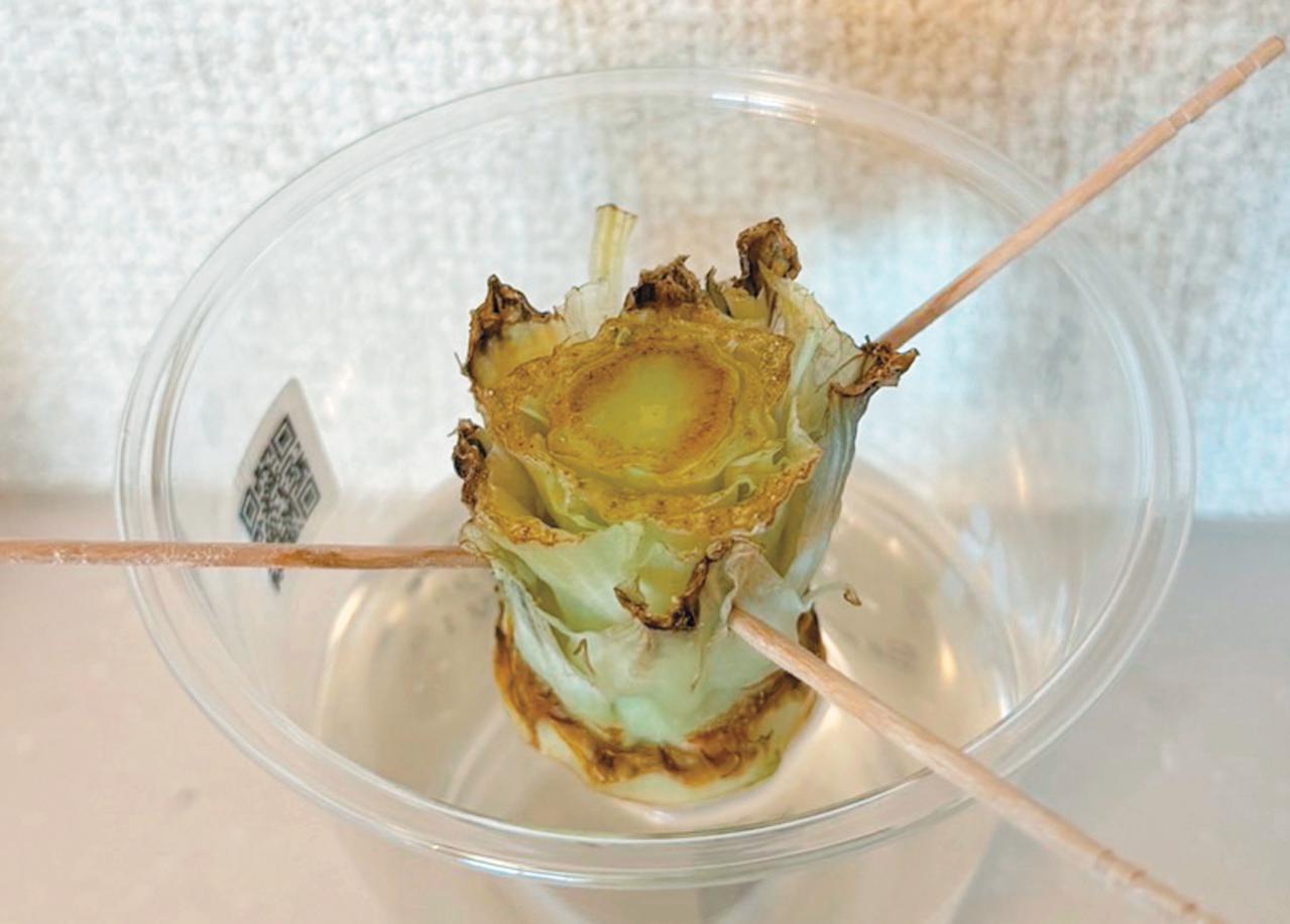 キッチンで簡単に育つ【リボベジ】リーフレタス、ニンジン、ダイコンの栽培方法は？（画像22）