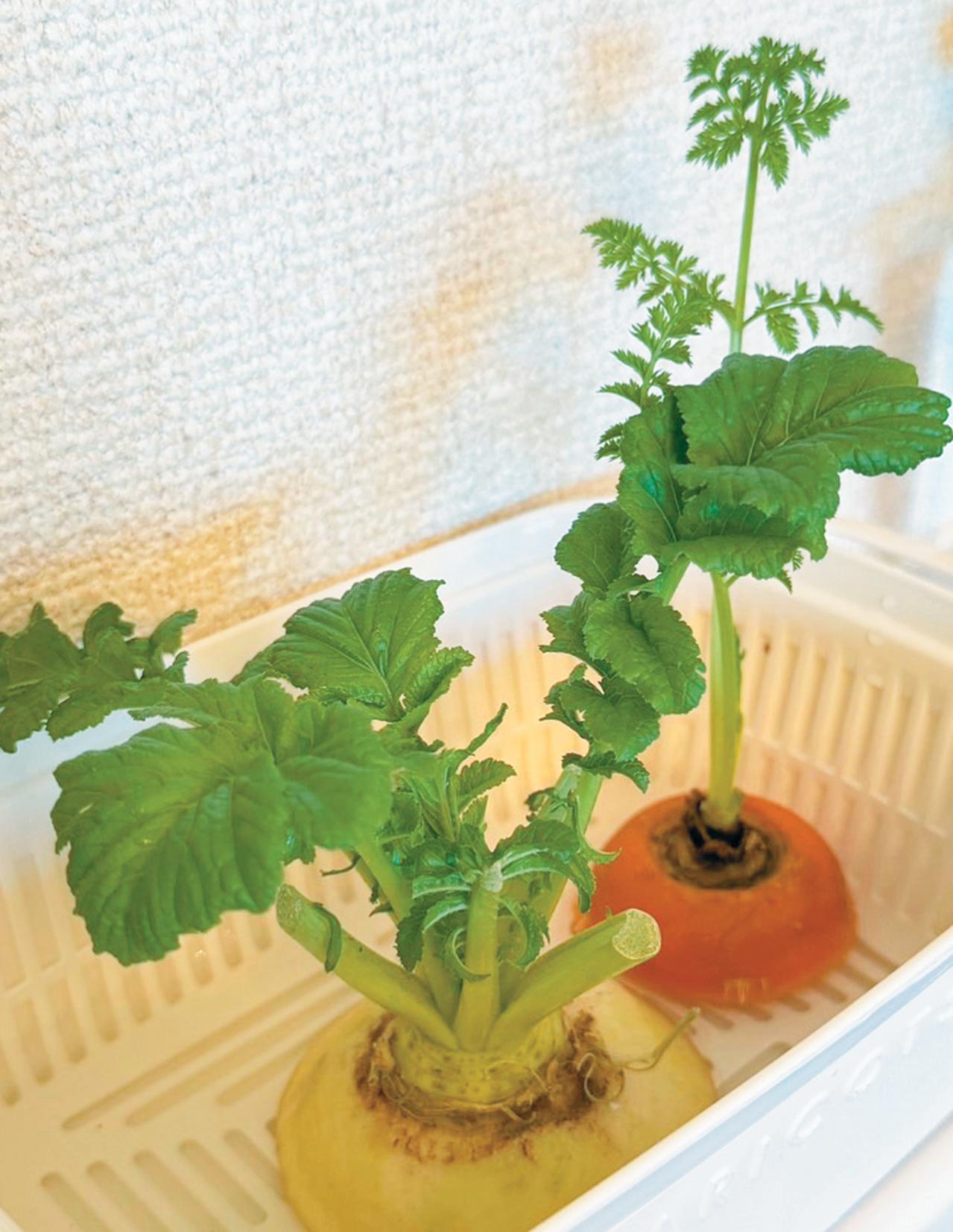 キッチンで簡単に育つ【リボベジ】リーフレタス、ニンジン、ダイコンの栽培方法は？（画像19）