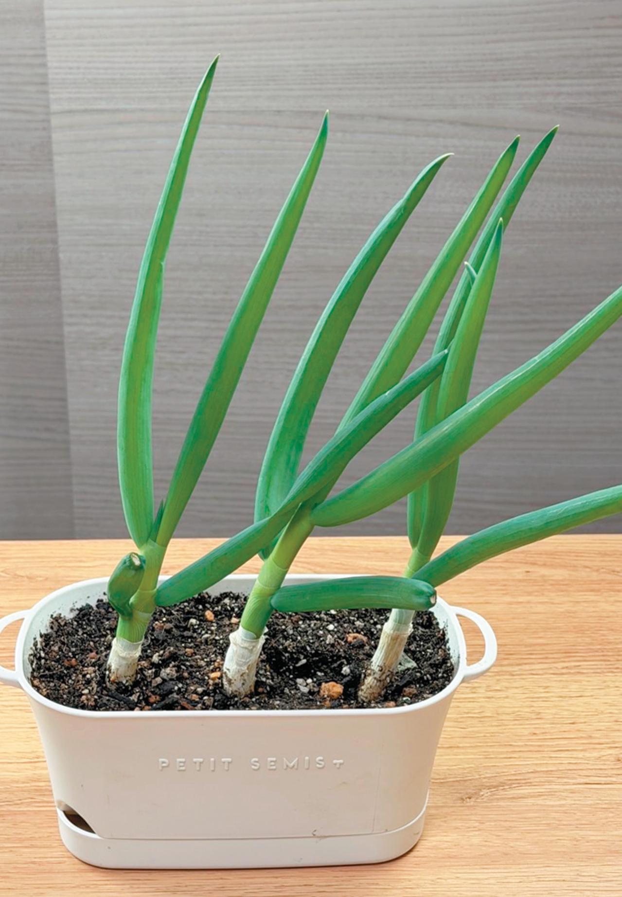 野菜が育っていく姿を見るのも楽しい【リボベジ】ニンニク、ネギ栽培のポイント（画像18）