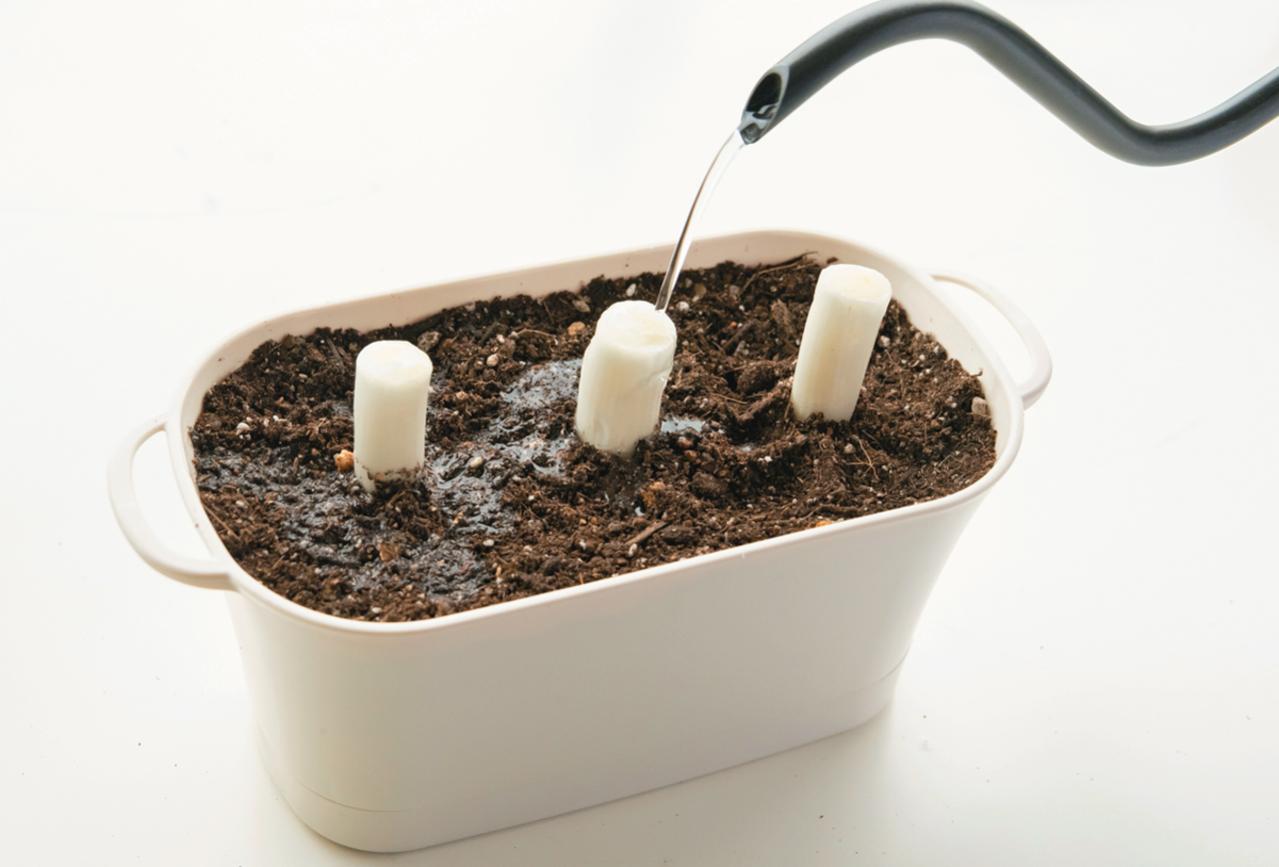野菜が育っていく姿を見るのも楽しい【リボベジ】ニンニク、ネギ栽培のポイント（画像16）