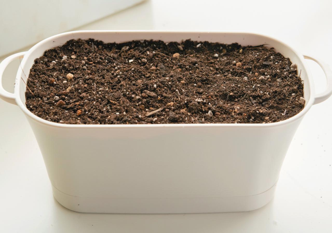 野菜が育っていく姿を見るのも楽しい【リボベジ】ニンニク、ネギ栽培のポイント（画像12）