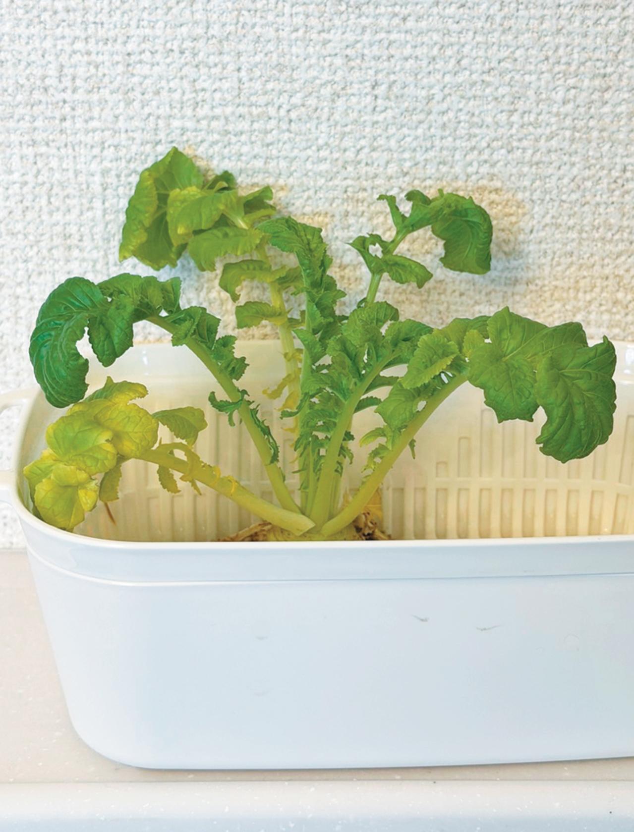 キッチンで簡単に育つ【リボベジ】リーフレタス、ニンジン、ダイコンの栽培方法は？（画像20）