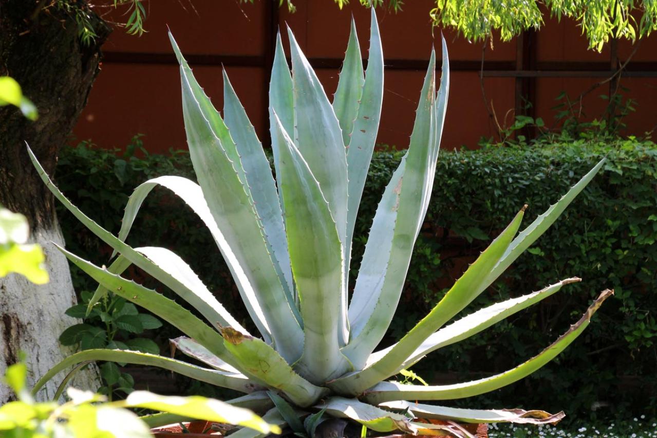 意外な主役は「葉」！フウチソウ・カレックスなど8選で、庭やベランダにアクセントを【ガーデニング】（画像3）