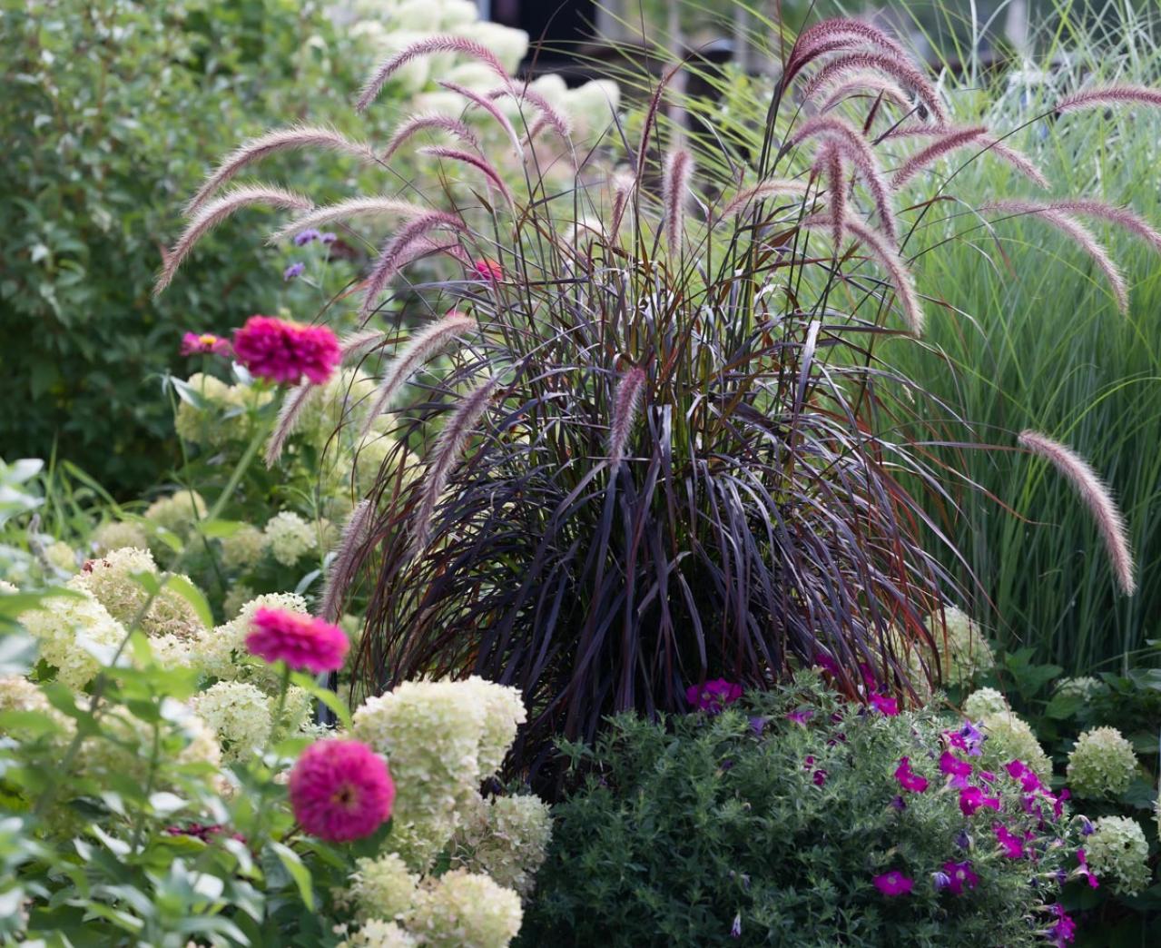 意外な主役は「葉」！フウチソウ・カレックスなど8選で、庭やベランダにアクセントを【ガーデニング】（画像17）